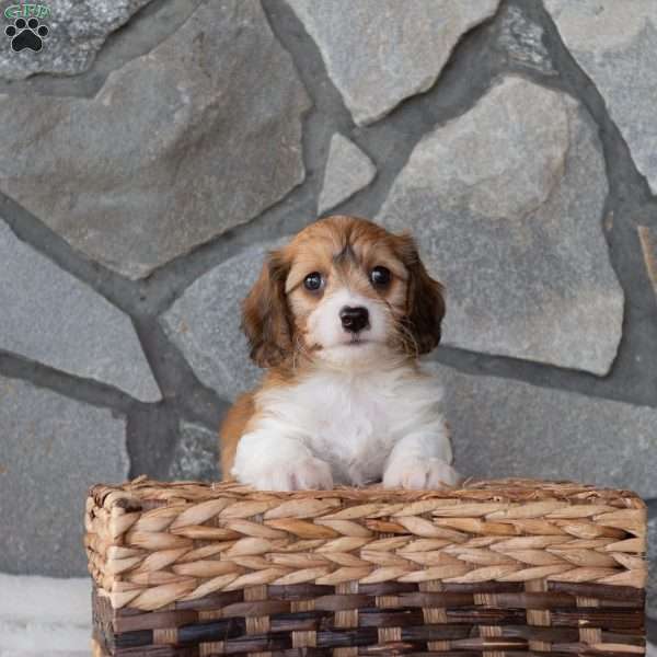 Muffin, Cavachon Puppy