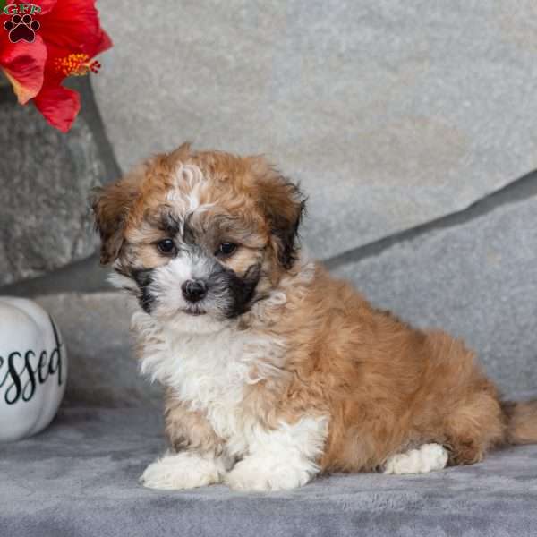 Snoopy, Teddy Bear Puppy