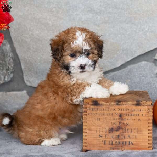 Spice, Teddy Bear Puppy