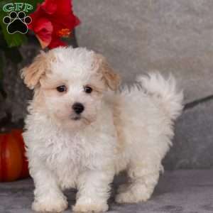 Pebbles, Maltipoo Puppy