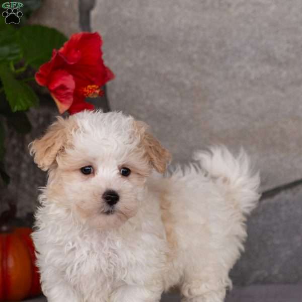 Pebbles, Maltipoo Puppy