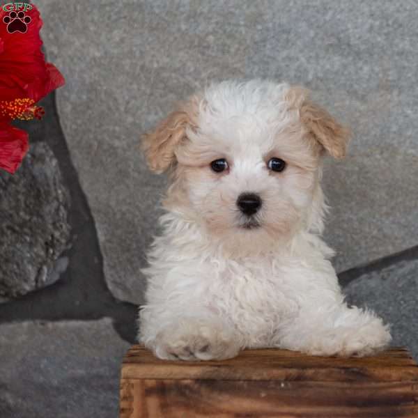 Pebbles, Maltipoo Puppy