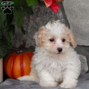 Peanut, Maltipoo Puppy