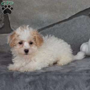 Peanut, Maltipoo Puppy