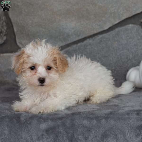 Peanut, Maltipoo Puppy