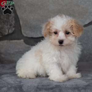 Peanut, Maltipoo Puppy