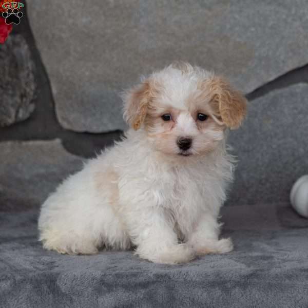 Peanut, Maltipoo Puppy