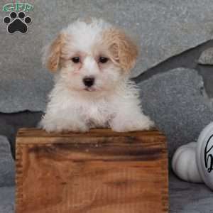 Peanut, Maltipoo Puppy