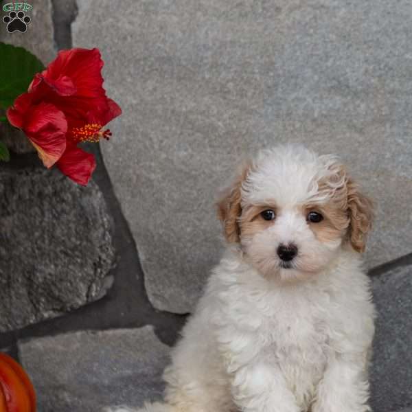 Precious, Maltipoo Puppy