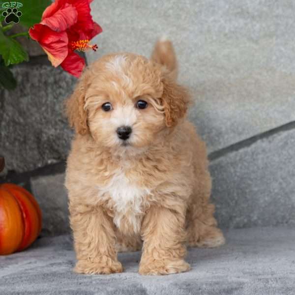 Pumpkin, Maltipoo Puppy