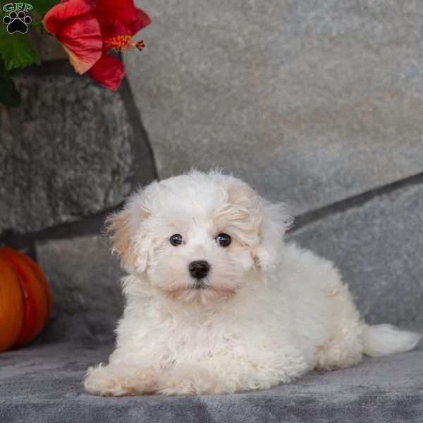 Asher, Maltipoo Puppy