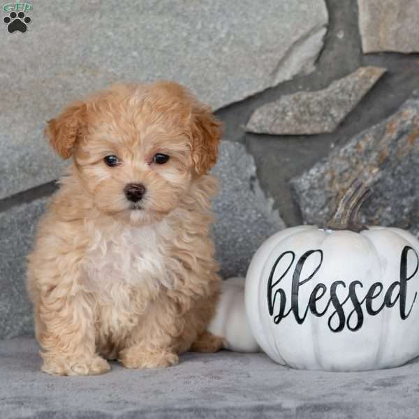 Amber, Maltipoo Puppy