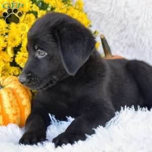 Macy, Golden Shepherd Puppy