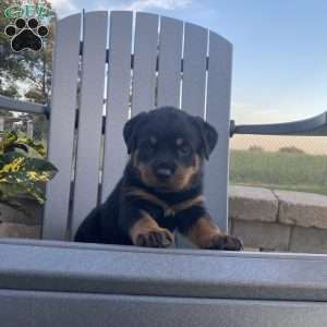 Willow, Rottweiler Puppy