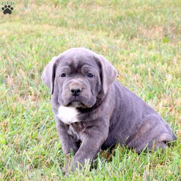 Easton, Cane Corso Puppy