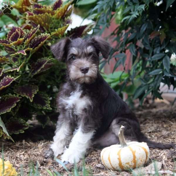 Ed, Miniature Schnauzer Puppy