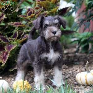 Ed, Miniature Schnauzer Puppy