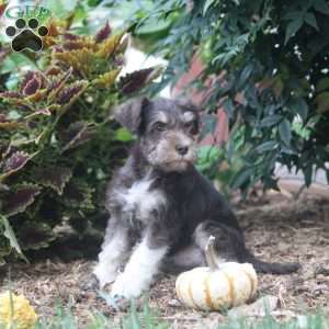 Ed, Miniature Schnauzer Puppy