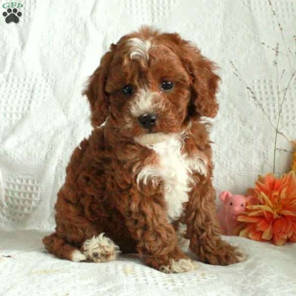 Eddie, Cavapoo Puppy