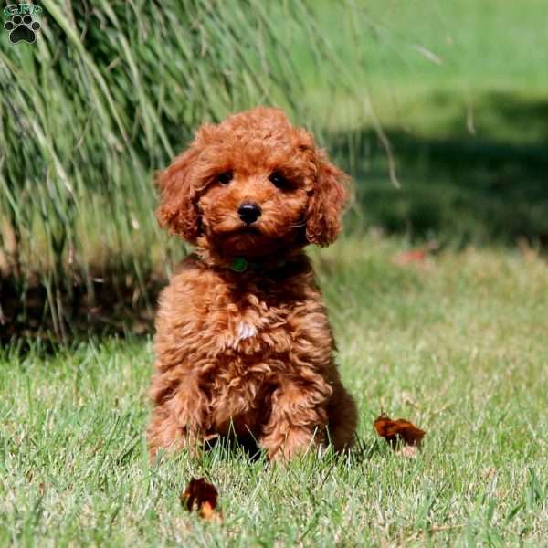 Elaine, Cavapoo Puppy