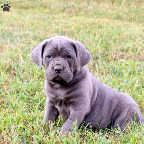 Elanor, Cane Corso Puppy