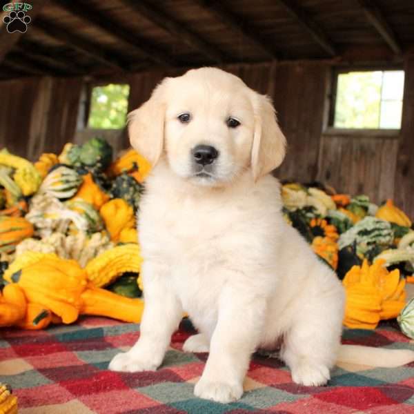 Eleanor, Golden Retriever Puppy