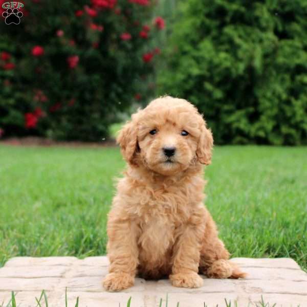 Eleanor, Mini Goldendoodle Puppy