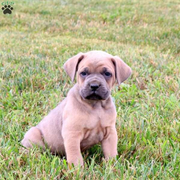 Eli, Cane Corso Puppy