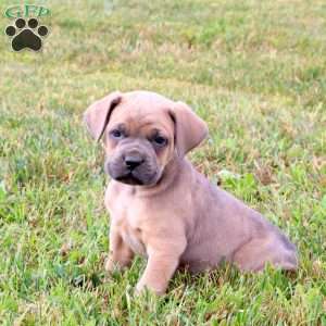 Eli, Cane Corso Puppy