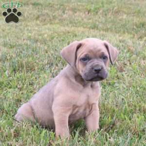 Eli, Cane Corso Puppy