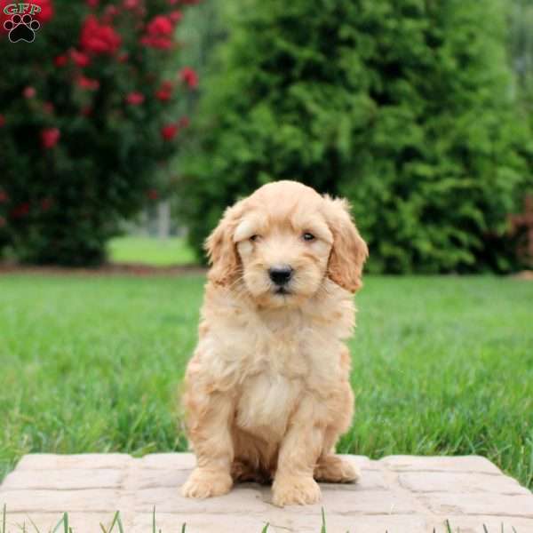 Elias, Mini Goldendoodle Puppy