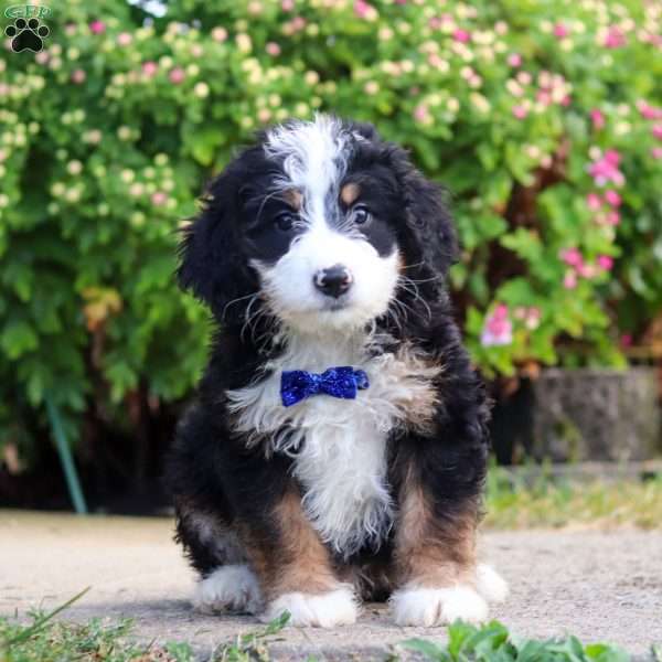 Elijah, Mini Bernedoodle Puppy