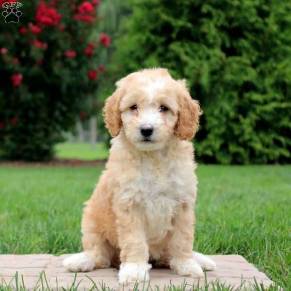 Elisha, Mini Goldendoodle Puppy