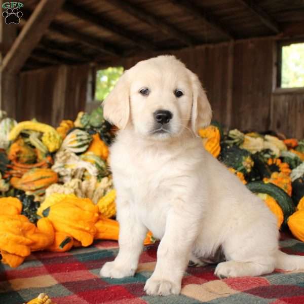 Eliza, Golden Retriever Puppy