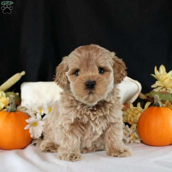 Eliza, Maltipoo Puppy