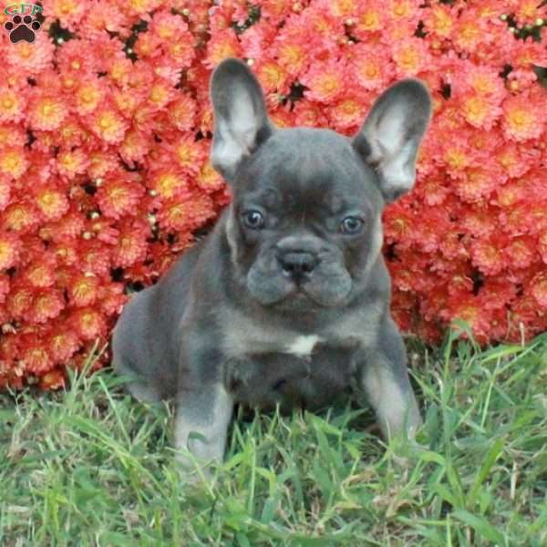 Ella, French Bulldog Puppy