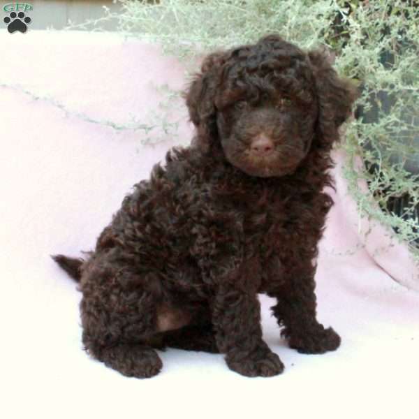 Ella, Portuguese Water Dog Puppy