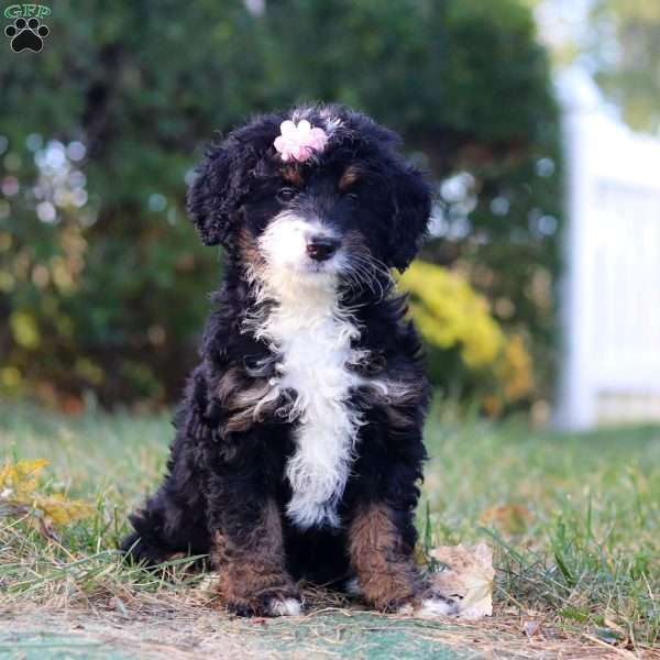 Ellie, Mini Bernedoodle Puppy