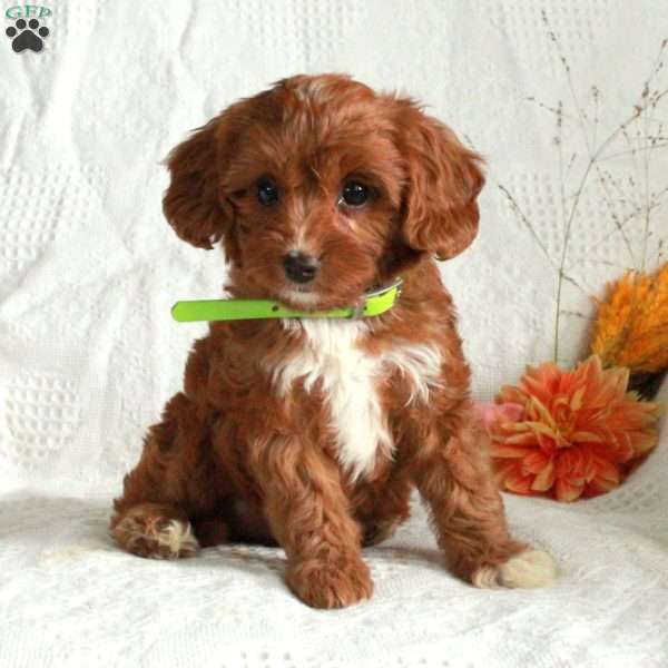 Ellie, Cavapoo Puppy