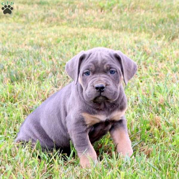 Ellie, Cane Corso Puppy