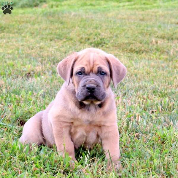 Elliot, Cane Corso Puppy