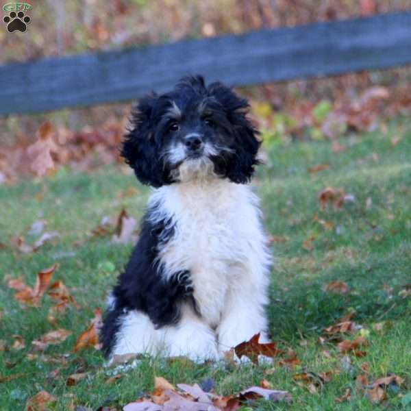 Elliot, Cockapoo Puppy