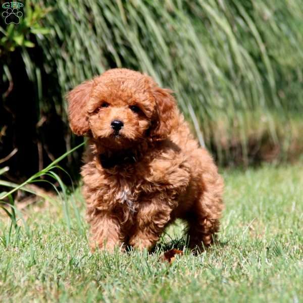 Elliot, Cavapoo Puppy