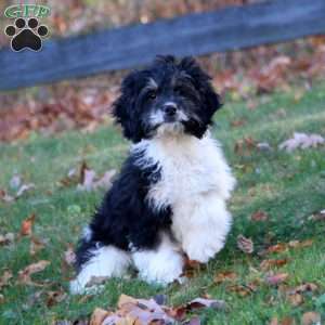 Elliot, Cockapoo Puppy