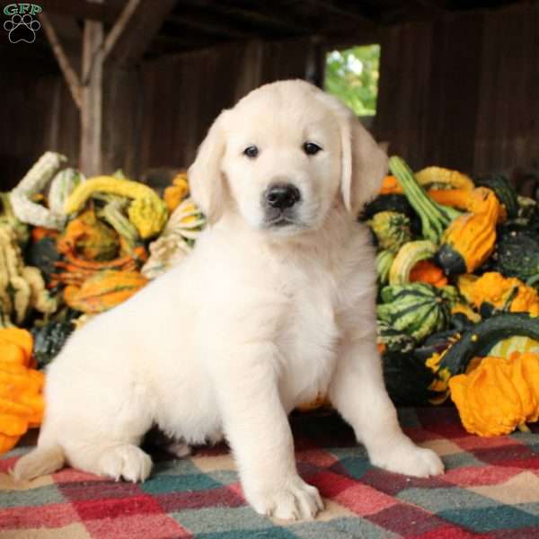 Elliott, Golden Retriever Puppy