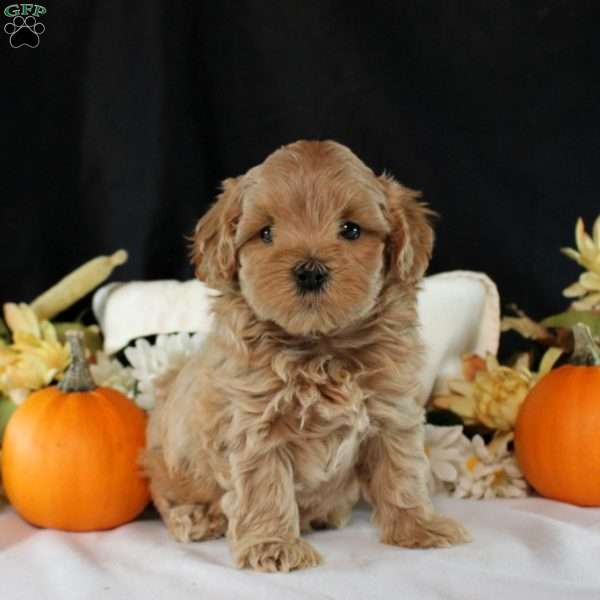 Elodie, Maltipoo Puppy