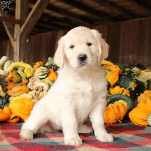 Elodie, Golden Retriever Puppy