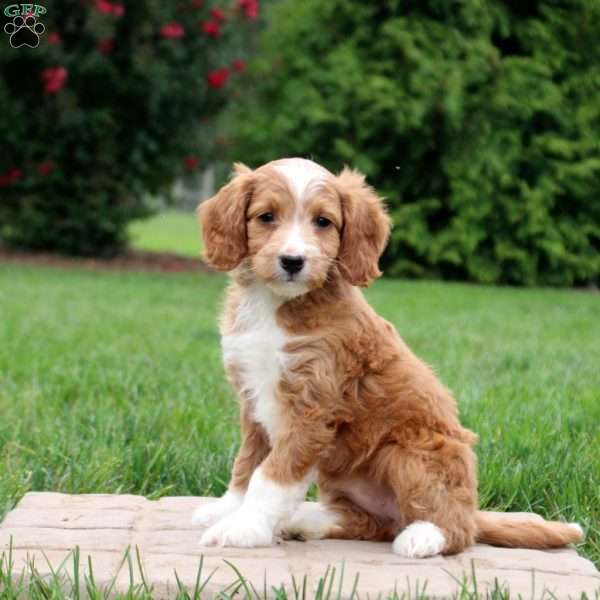 Elodie, Mini Goldendoodle Puppy