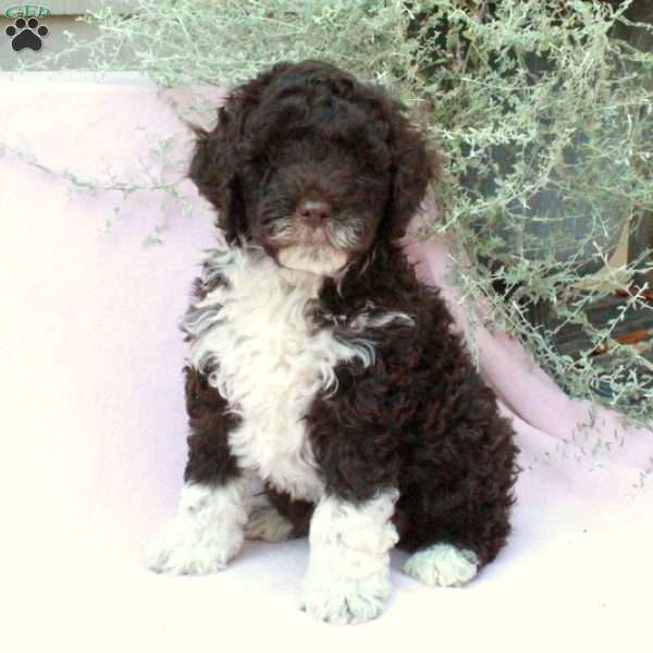 Eloise, Portuguese Water Dog Puppy