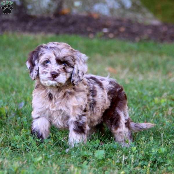 Elsa, Cockapoo Puppy